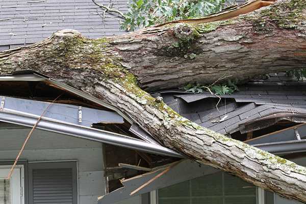 Storm Tree Damage Restoration